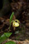 Kentuckey lady's slipper